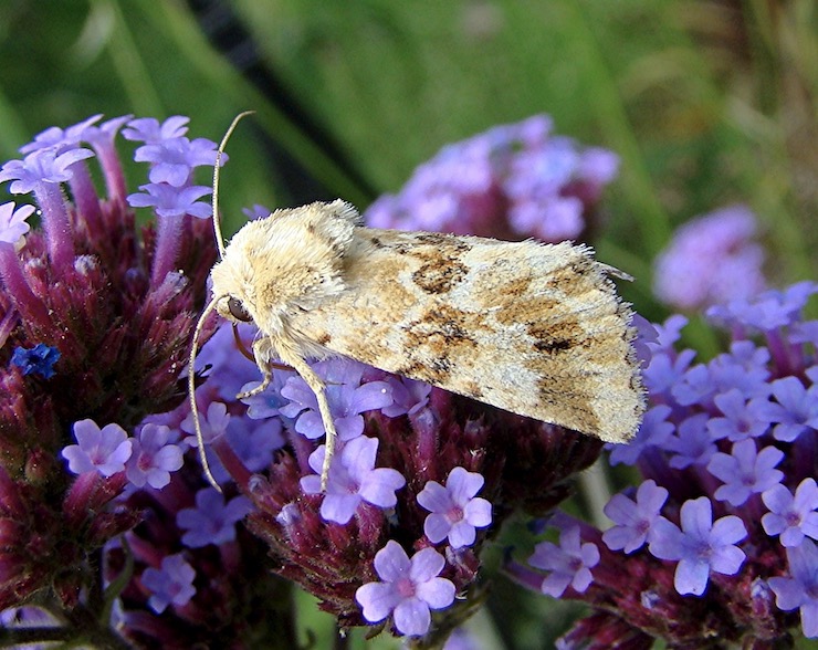 dusky sallow